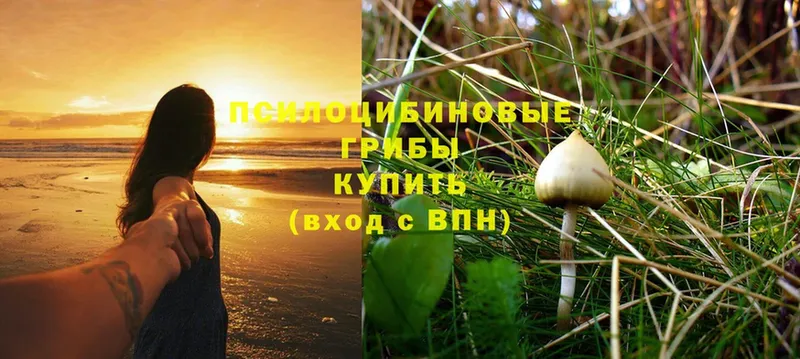 наркота  Амурск  Галлюциногенные грибы Magic Shrooms 